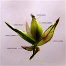  Spikelet (Opened)-Lower Lemma awnless